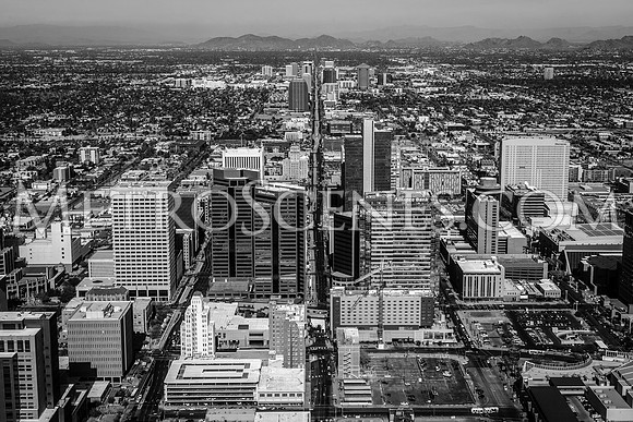 Phoenix Black and White